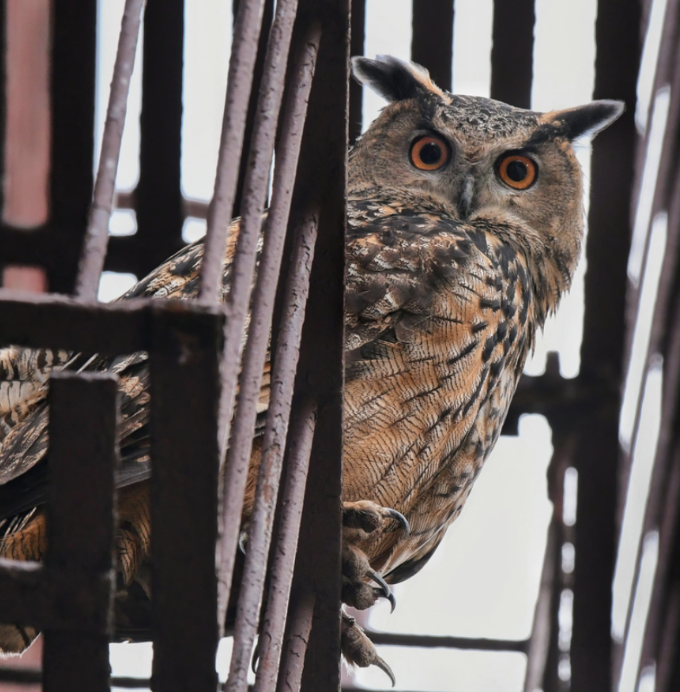 Weekly fave five  This week Air mail Eurasian eagle owl who escaped the Central Park Zoo.